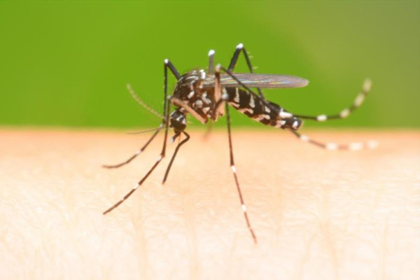 Secretaria de Saúde de Goiânia faz alerta sobre o combate ao Aedes aegypti no período chuvoso