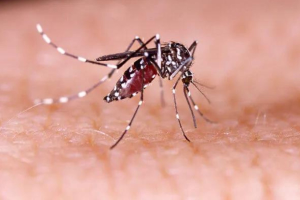 Trindade instala Gabinete Emergencial da dengue e amplia atendimento nas unidades de saúde para receber os pacientes com os sintomas da doença